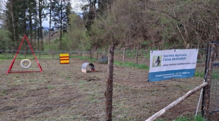 Area cani a disposizione